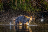 Golden Jackal in golden light