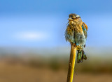 Roller barbarosa (red beard)