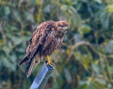 Common buzzard