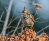 Crested lark