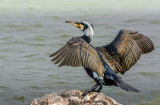 Cormorant