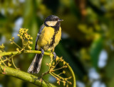 A tit-bit of lemon