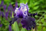 Dark Bearded Iris 