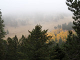Touch of autumn in the mist, Rocky Mountain NP