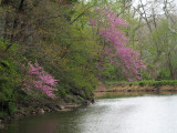 Redbud over the canal