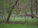 Woods filled with Spring Beauty flowers