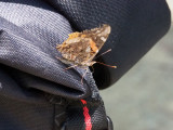Butterfly on the saddlebag