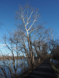 Blue skies, the sycamore tree, the Potomac river and the C&O Canal at Dickerson