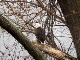 The bald eagle