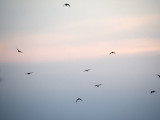 Birdes in the evening sky