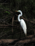 The majestic egret