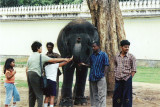 Mysore Palace - A baby elephant