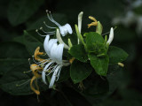 Honeysuckle in the neighborhood