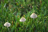 Three mushrooms on the lawn