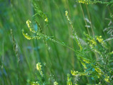 Some kind of Goldenrod, I suspect