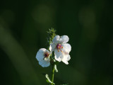 Moth Mullein in the neighborhood