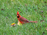 The Northern Cardinal in the backyard