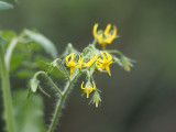 Flowers on the tomato plant