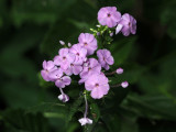Wild Sweet William by the trail