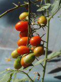 Grape tomatoes on the patio