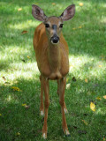 In the backyard