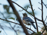 Bluejay on the cherry tree