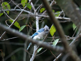 Bluejay on the cherry tree