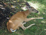 Deer under the plum tree in the backyard