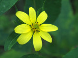 Thin-leaved Sunflower