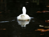The Passage of the White Duck