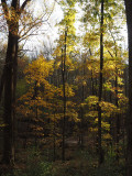 Evening at Seneca Park