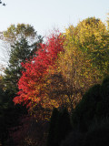 Our maple tree