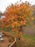 The Crape Myrtle Story