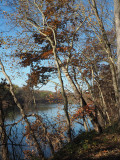 The last leaves hanging over the river