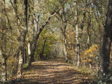 Light on the trail through the trees and remaining leaves