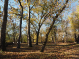 The camp site by the trail