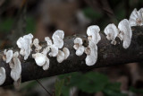 Mushrooms beside the trail