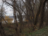 Towers of the Dickerson Power Plant through the trees