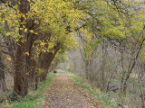 The remaining leaves