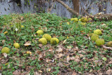 Osage Oranges