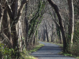 The winding trail