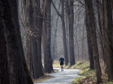 Runner among the trees