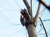 Red-bellied woodpecker