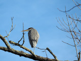The Great Blue Heron on the tree