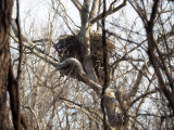 Looks like a massive nest