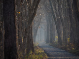 The woods look mysterious in the early morn