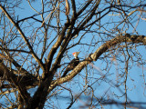 The Pileated Woodpecker