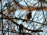 The early morning bird in the bush