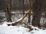 Woods after snow