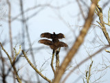 Vultures catching the early morning sun